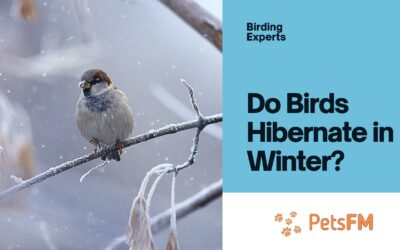 Do Birds Hibernate? Understanding Birds Winter Behaviour